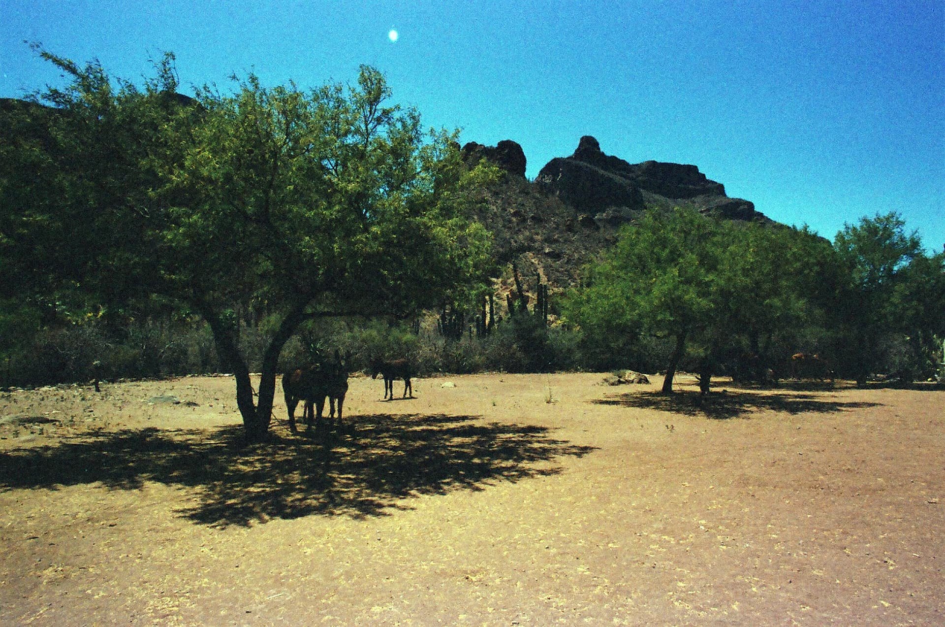 Burros a la sombra de mezquites frente a un cerro