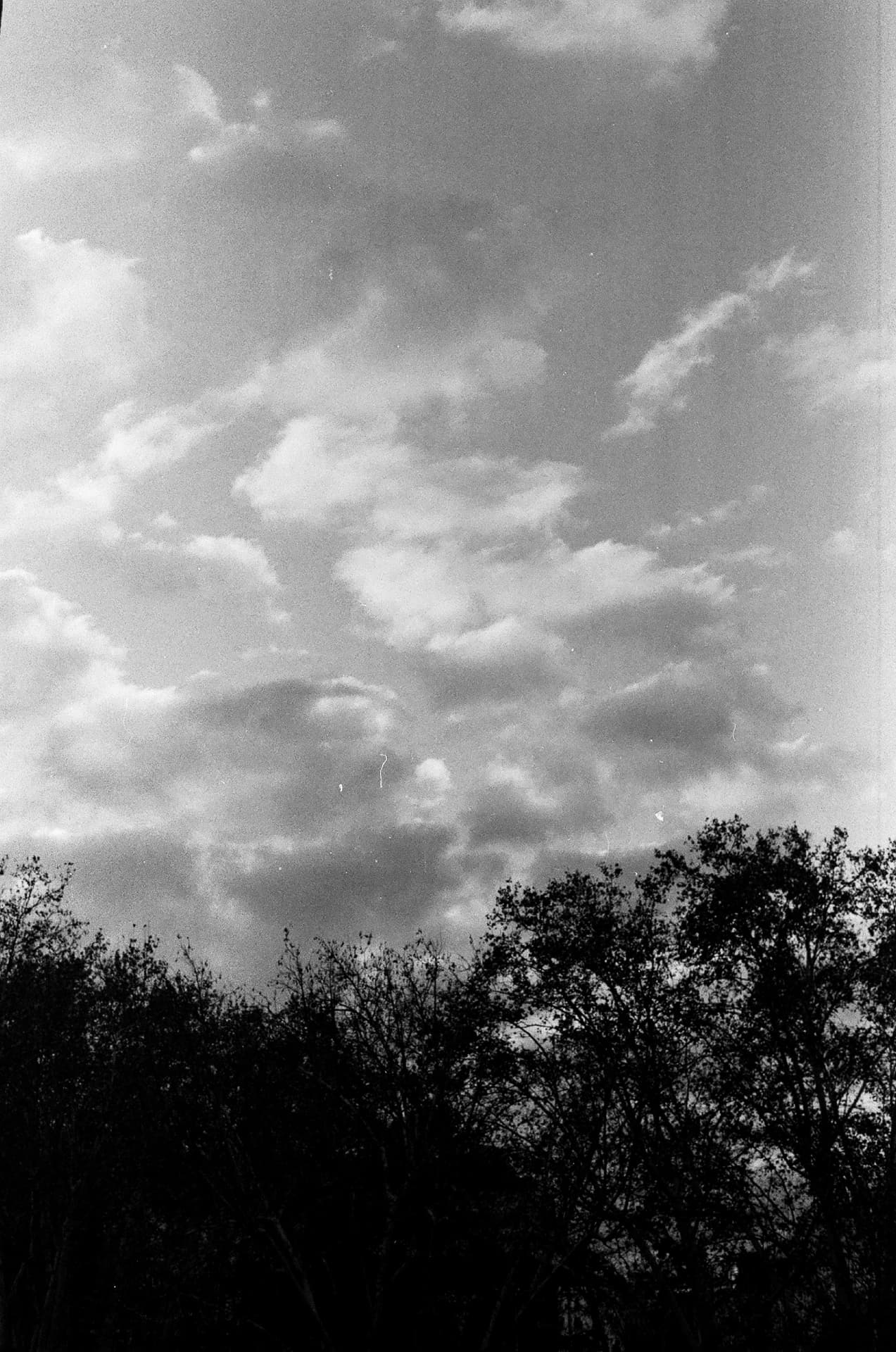Cielo nublado sobre la silueta de los árboles