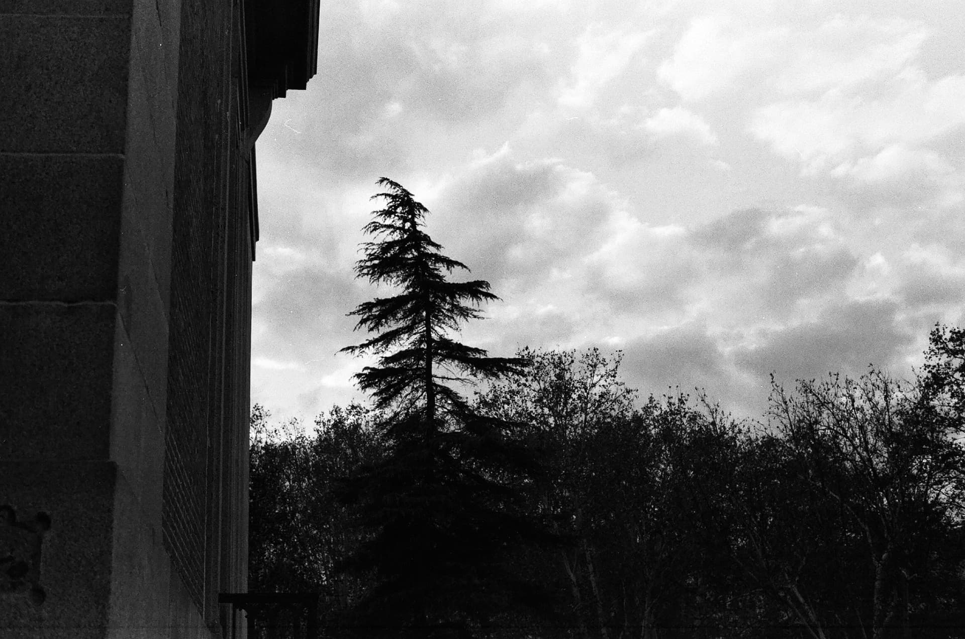 Árbol oscuro y nubes junto a un edificio