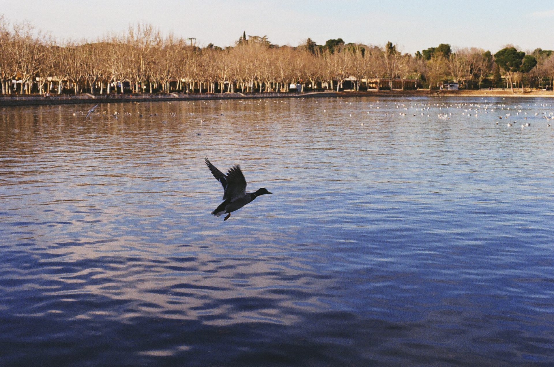 Ave en vuelo sobre un lago